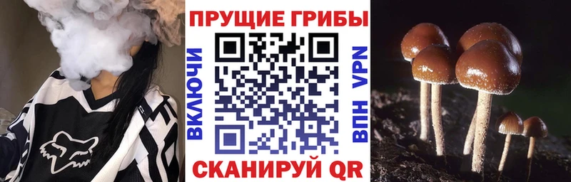 купить  сайты  Тутаев  гидра как войти  Галлюциногенные грибы GOLDEN TEACHER 